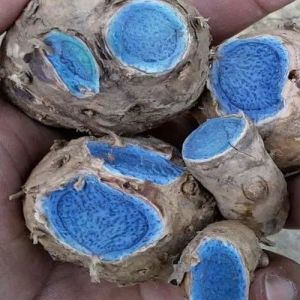 Blue Turmeric