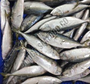 Frozen Indian Mackerel Fish