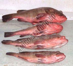 Frozen Reef Cod Fish