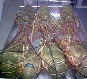 Frozen Sand Lobster Fish