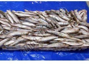 Frozen Sardine Fish