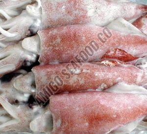 Frozen Squid Fish