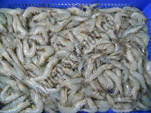 Frozen Vannamei Shrimps