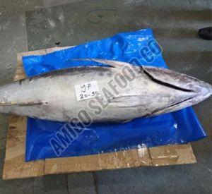 Frozen Yellowfin Tuna Fish