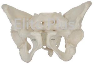 Adult Female Pelvis