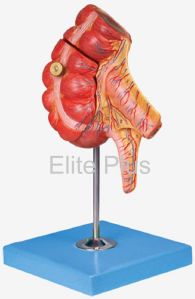 appendix caecum biological models