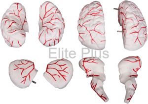 Brain with Arteries Model