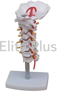 Cervical Vertebral Column with Neck Artery