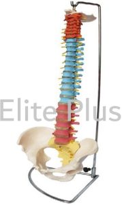 Didactic Flexible Vertebral Column With Pelvis