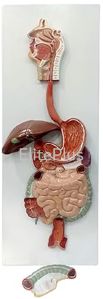 Digestive System Model PVC