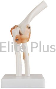 Elbow Joint