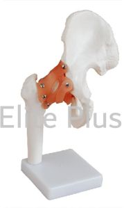 hip joint