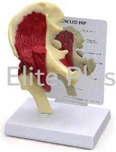 Muscular Hip Joint Model