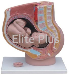 Human Female Pelvis Section (4 parts)