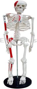 Human Skeleton Model 85 cm Numbered