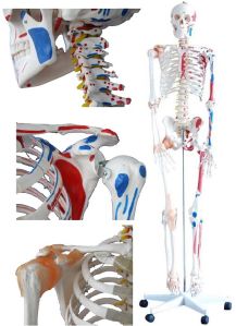 Human Skeleton With Muscles & Ligaments