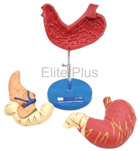 Human Stomach, Pancreas & Duodenum Model