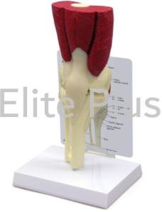 Knee Joint Model Deluxe with Muscles & Ligaments