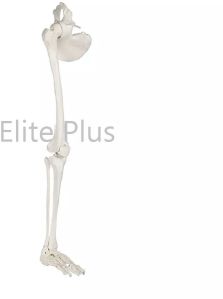 Leg Bones Model Life Size