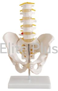 Life-Size Pelvis with 5 pcs Lumbar Vertebrae