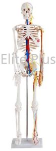 Medium Skeleton with Nerves and Blood Vessels (85cm)