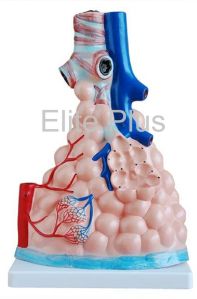 Pulmonary Alveoli Model Magnified