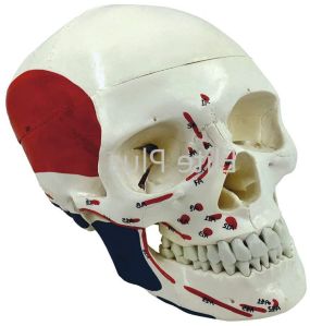 Skull Model Life size Painted-Numbered PVC