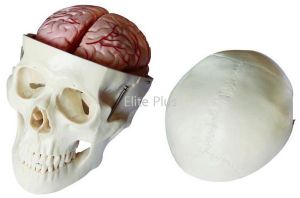 Skull Model with 8 Parts Brain