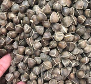 Moringa Wingless Seeds