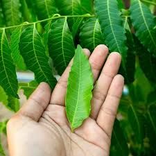 Neem Leaves