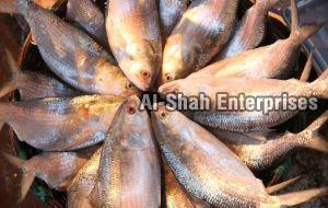 Fresh Malli Fish