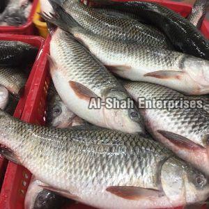 Fresh Rohu Fish