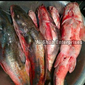 Fresh Singara Fish