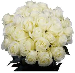 Fresh White Rose