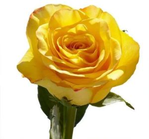 Fresh Yellow Rose