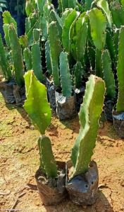 dragon fruit plant