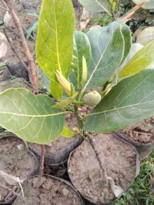 jack fruit plant