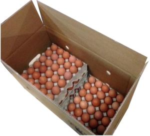 Egg Packaging Box