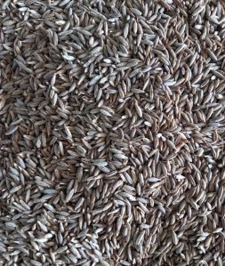 Cumin Seeds