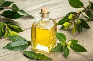 Bay Leaf Oil