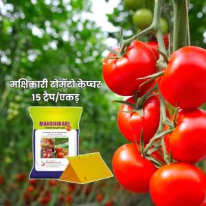 Makshikari Tomato Capture