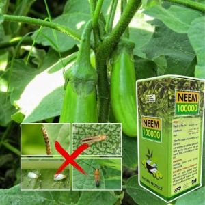 Amrut Gold Neem 100000