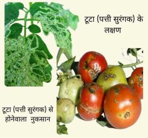 Makshikari Tomato Capture