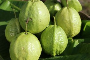 natural guava