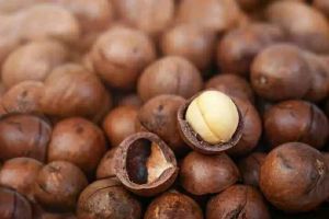 macadamia nut seeds