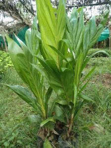 palm oil plant