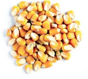 Maize Seeds