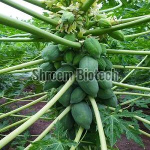 15 Number Papaya Plant