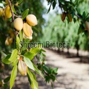 Almond Fruit Plant