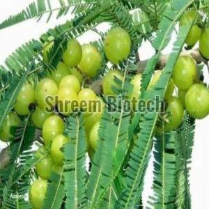 Amla Grafted Plant